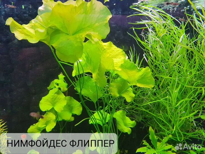 Аквариумные растения