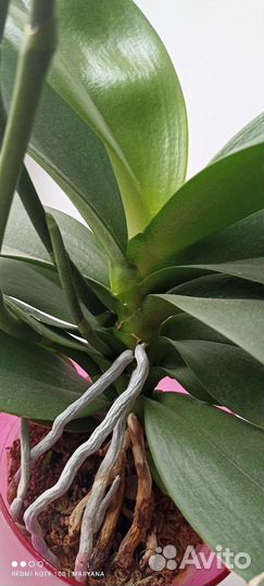 Орхидея фаленопсис Равелло