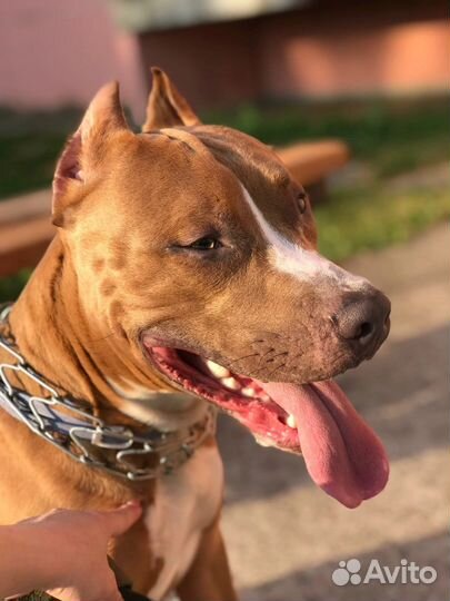 Стаффордширский терьер вязка