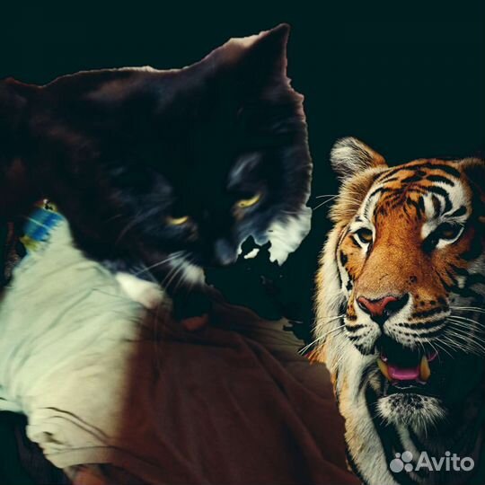 Отдам котенка