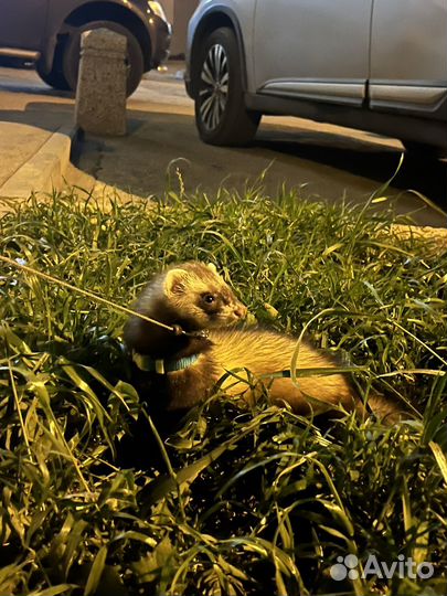 Домашний хорек