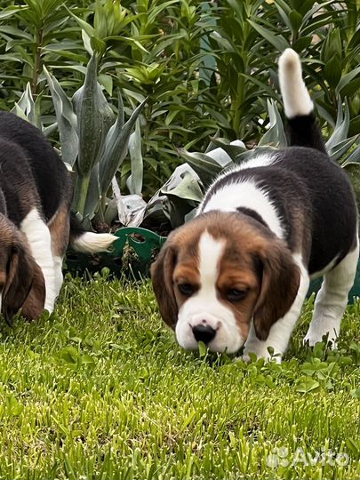 Бигль щенки