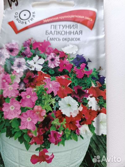 Рассада петунии