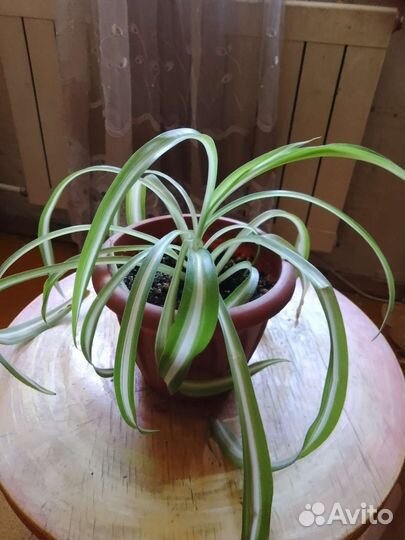 Хлорофитум