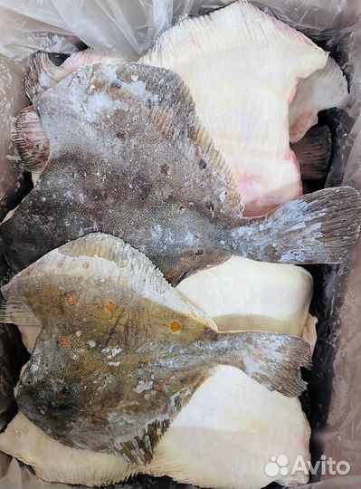 Камбала палтусовидная