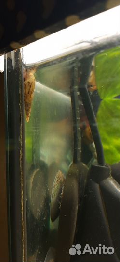 Улитка Геркулес