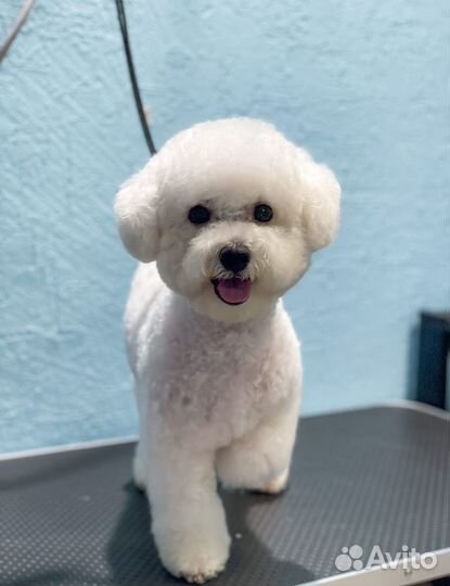 Груминг. Стрижка собак и кошек