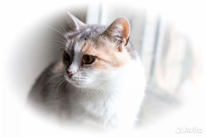 Кошка Умка