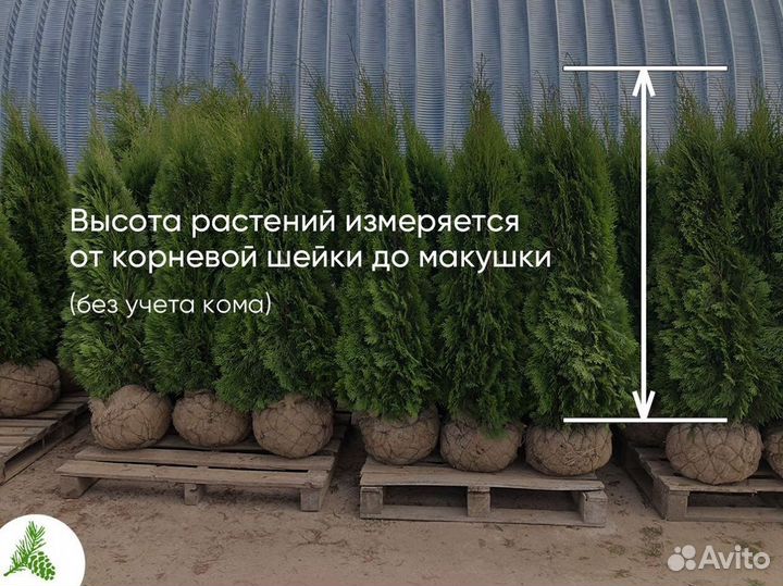 Туя смарагд - опт