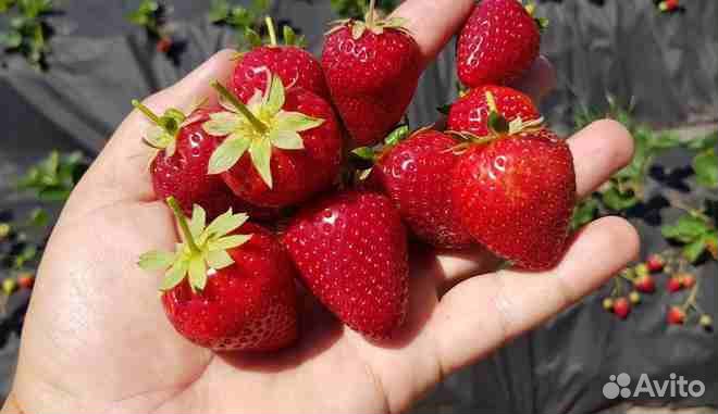 Рассада ремонтантной клубники