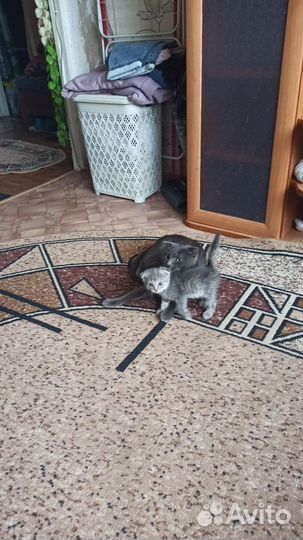 Кошки в добрые руки бесплатно