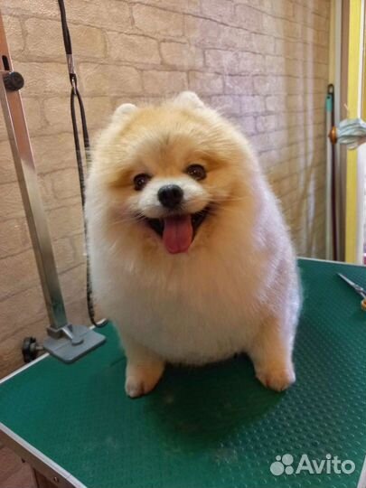 Стрижка собак и кошек