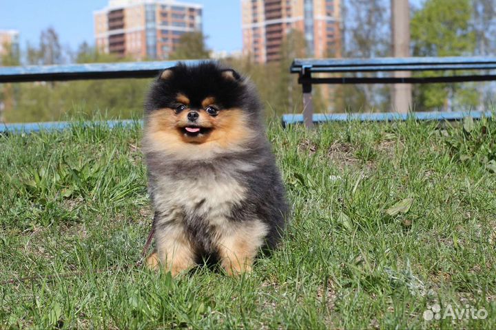 Померанский шпиц вязка