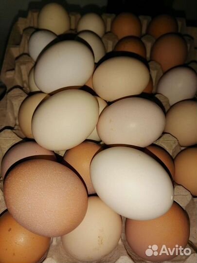 Домашние куриные яйца
