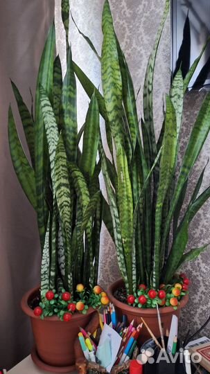 Сансевиерия