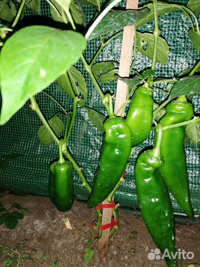 Перец, коллекционные сорта