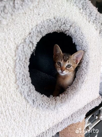 Котята пантерки
