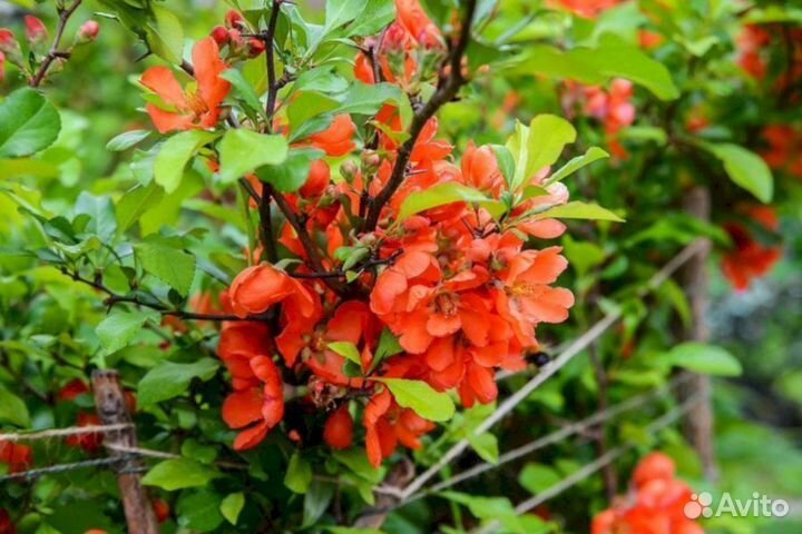 Айва японская