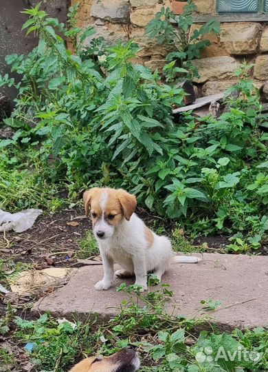 Щенок мальчик в добрые руки