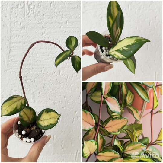 Домашние растения