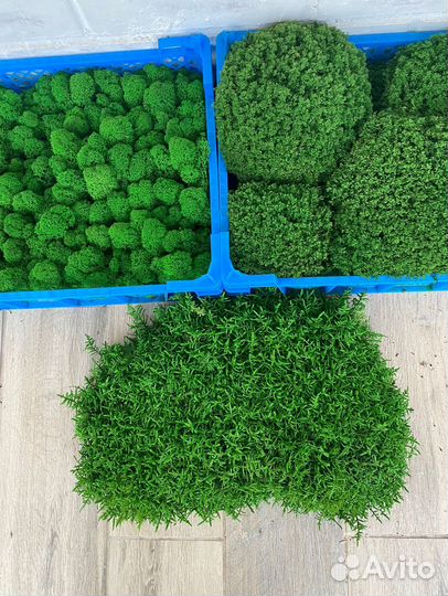 Стабилизированный мох. Мы в Омске