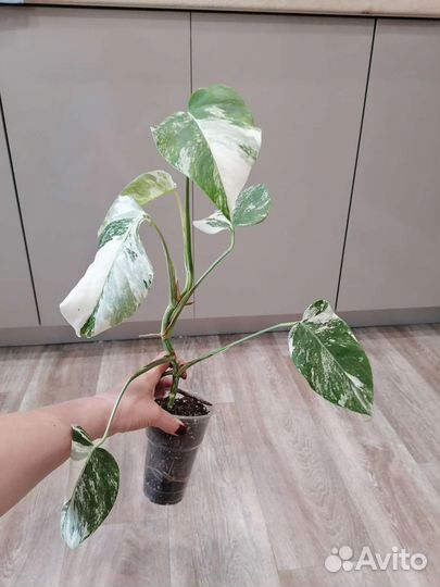 Монстера вариегатная