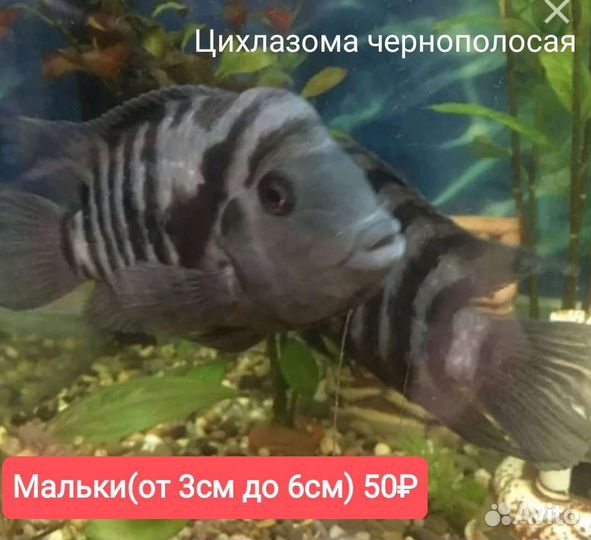Сомики