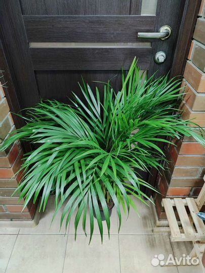 Пальма арека высотой 101 см