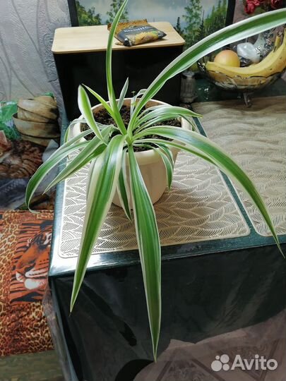 Комнатные цветы