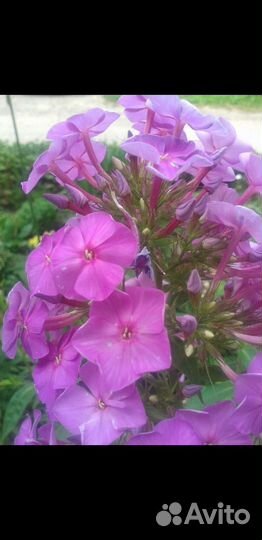 Хоста юкка,флоксы,форзиция, и другие многолетники