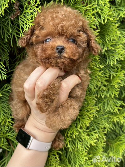 Micro тедди тикап девочка (мальтипу, бишпу, бишон)