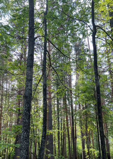 Участок 15 сот. (ИЖС)