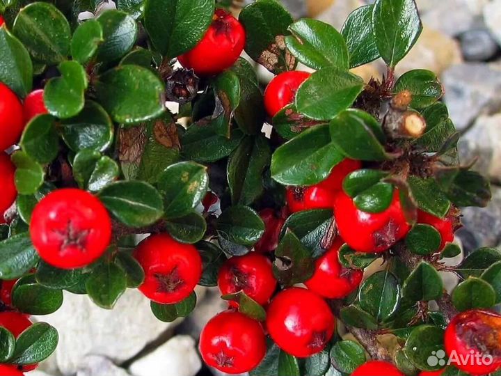 Цветы и кустарники