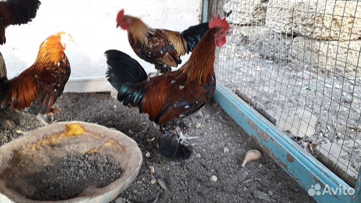 Куры бентамки