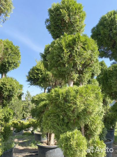 Туя Формированная 450 см