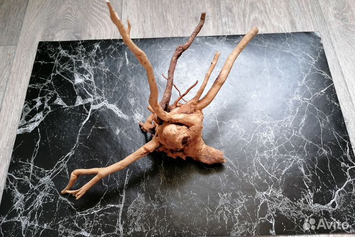 Корень мангры