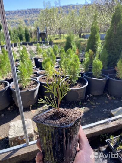 Саженец смарагд голд