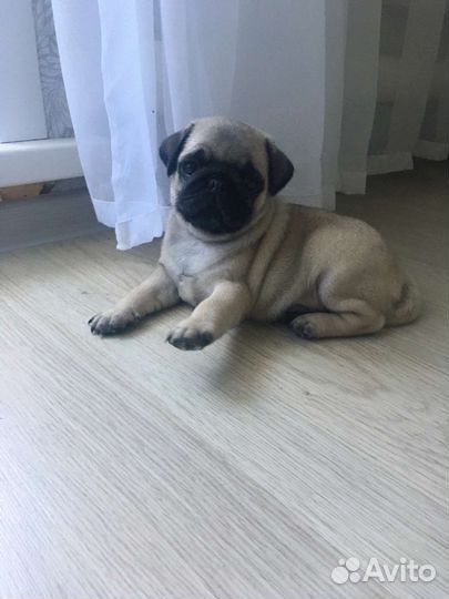 Щенки мопса