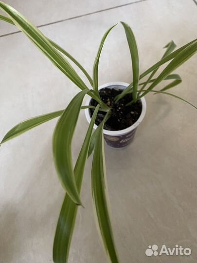 Хлорофитум лакмус