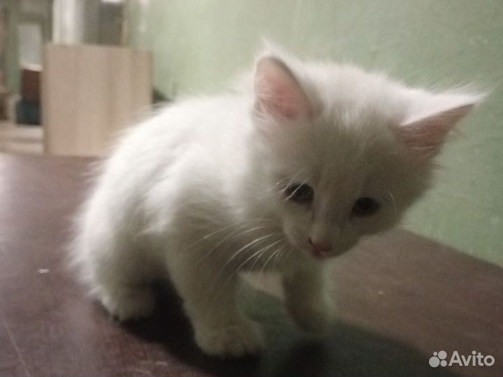 Дворняга котёнок