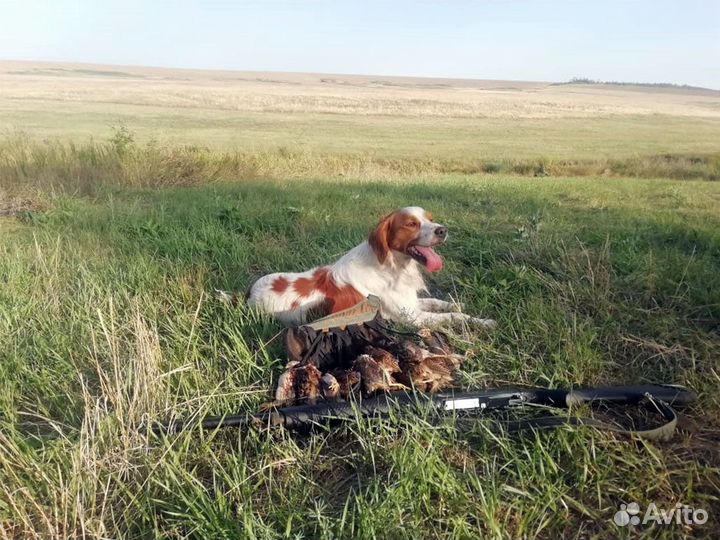 Эпаньол Бретон - Вязка