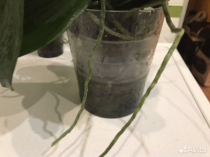 Цветущие орхидеи