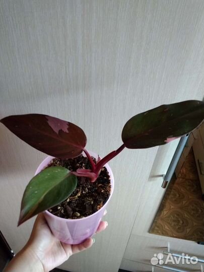 Филодендрон розовая принцесса и белый рыцарь