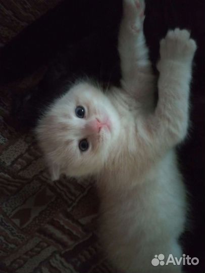 Шотландский вислоухий котик