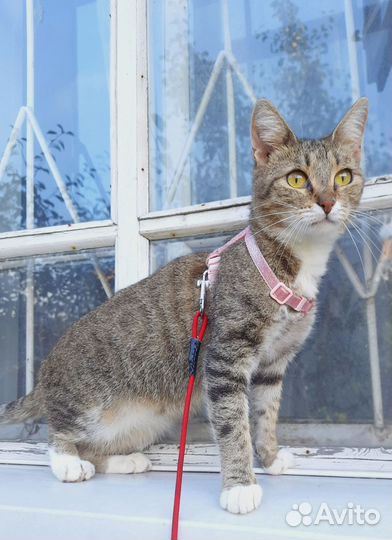 Соня с юга ищет дом