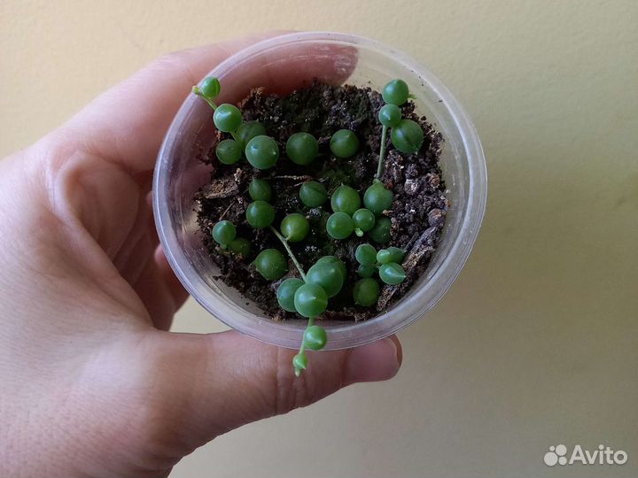 Цветы домашние