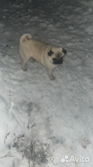Мопс вязка мальчик