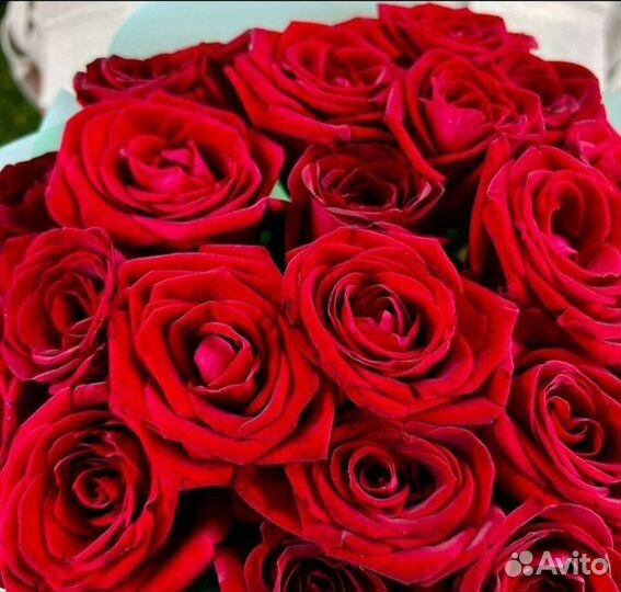 25 красных роз 50 см Доставка Саратов Энгельс