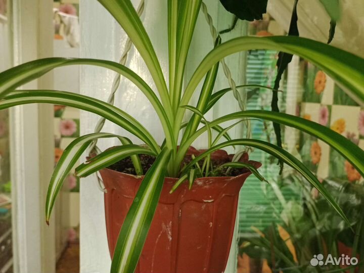 Хлорофитум