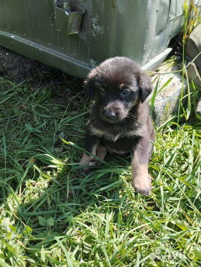 Отдам бесплатно щенки